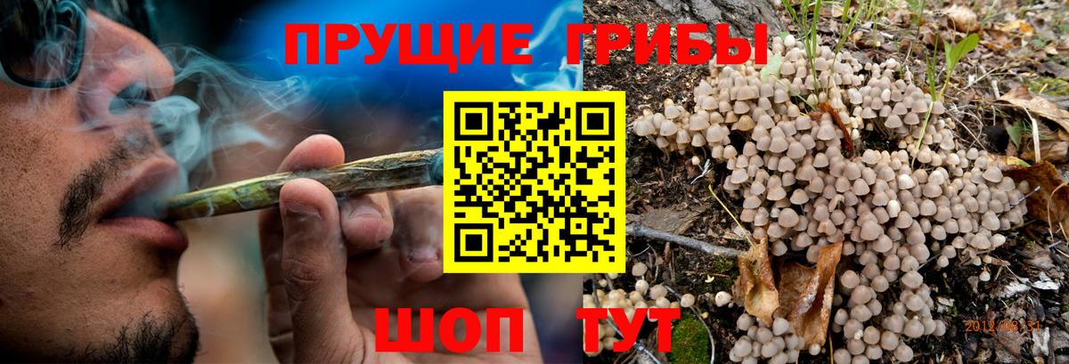 Галлюциногенные грибы ЛСД  Галлюциногенные грибы Psilocybe  Вход с VPN  купить наркотики сайты  Балтийск 